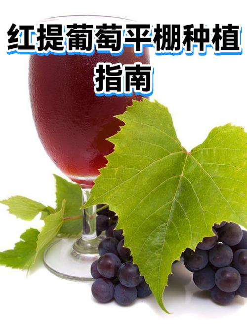 红提成熟的季节是几月图标
