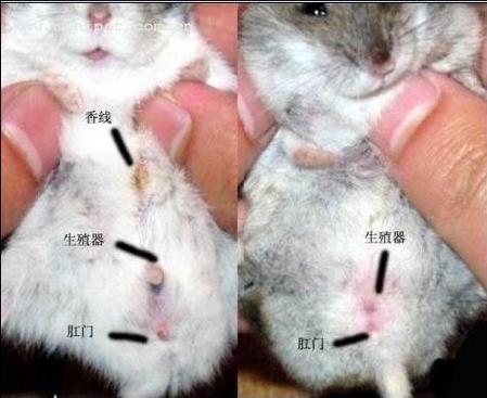 仓鼠多大可以繁殖