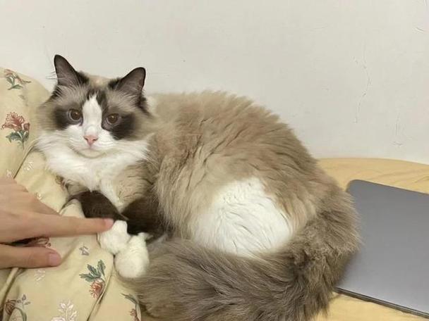 原住猫咪对新猫的警惕