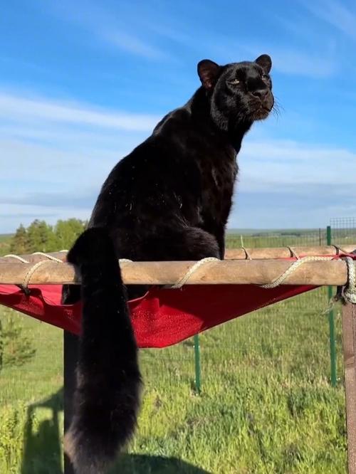 大黑猫