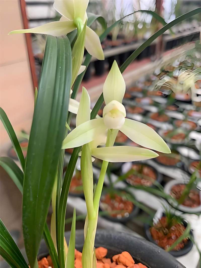 盆栽兰花游戏截图