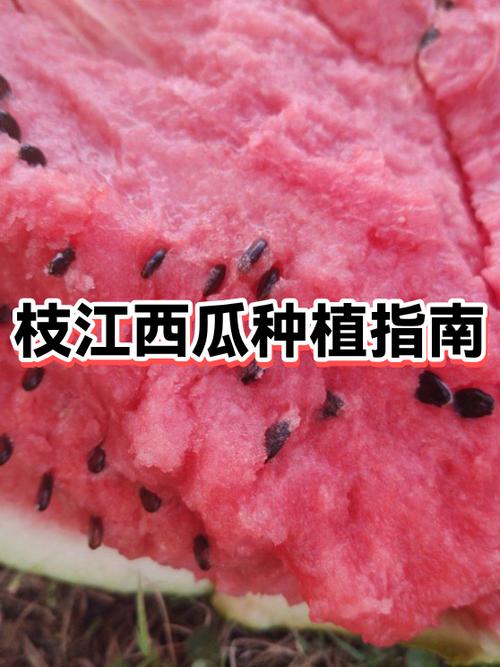 西瓜视频推荐量多少是正常截图