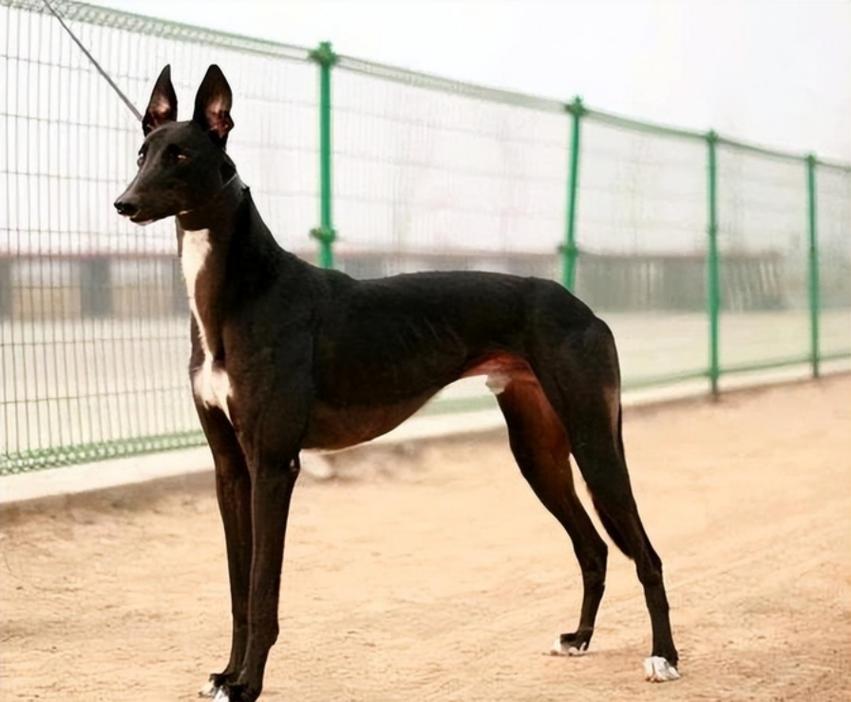 哮天犬外桂