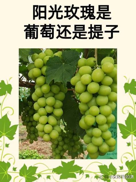 水果提子的寓意