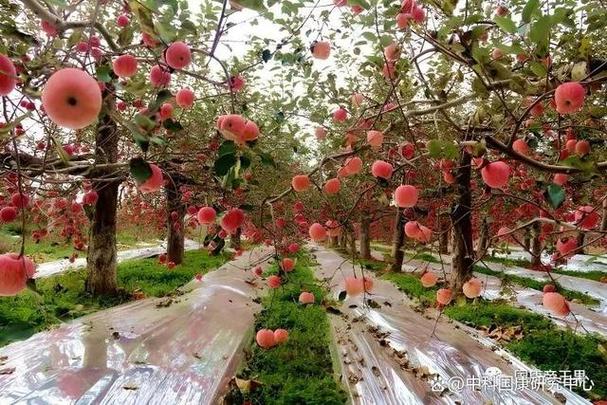 安卓仿苹果ios主题
