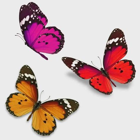 大家一起来 Butterfly