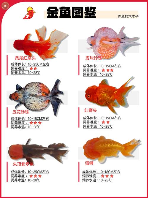 东钱湖哪里有卖金鱼的