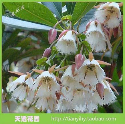 英姿挺拔气轩昂打一最准确生肖
