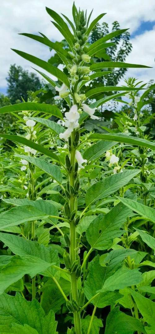 芝麻是在哪里长出来的