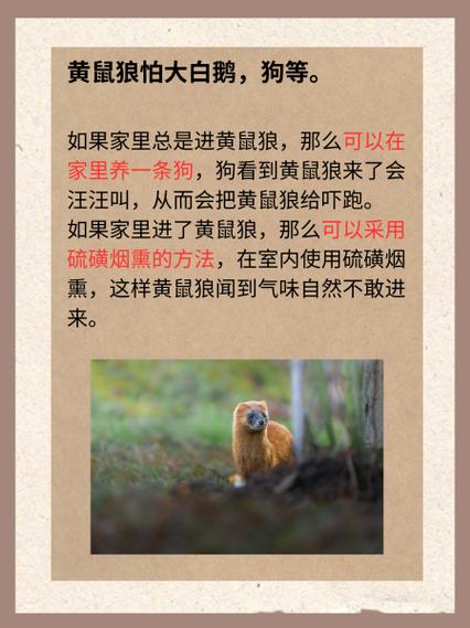 驱赶黄鼠狼的小妙招