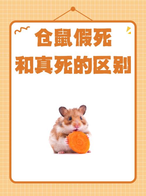 小仓鼠死了扔了是