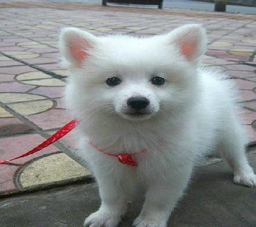 银狐犬攻击性强吗