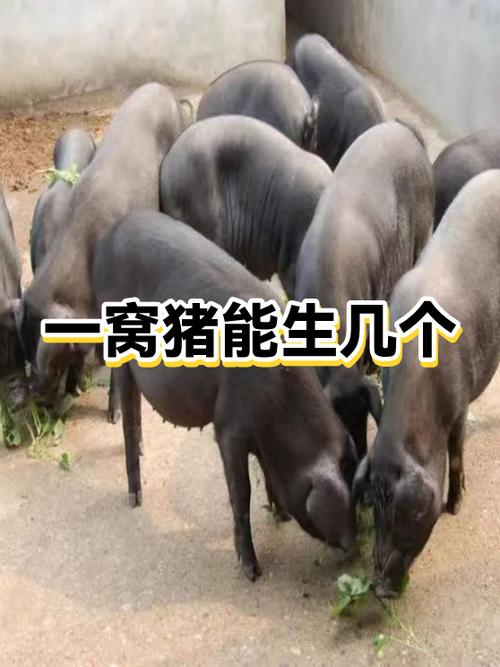 猪一年能生几窝