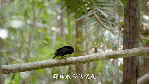 小鸟的告白