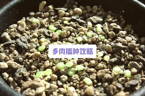 下界疣的用途