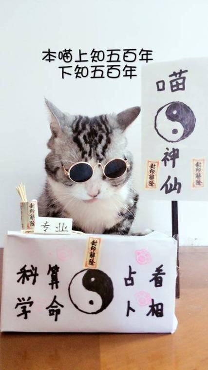 算卦找猫图标