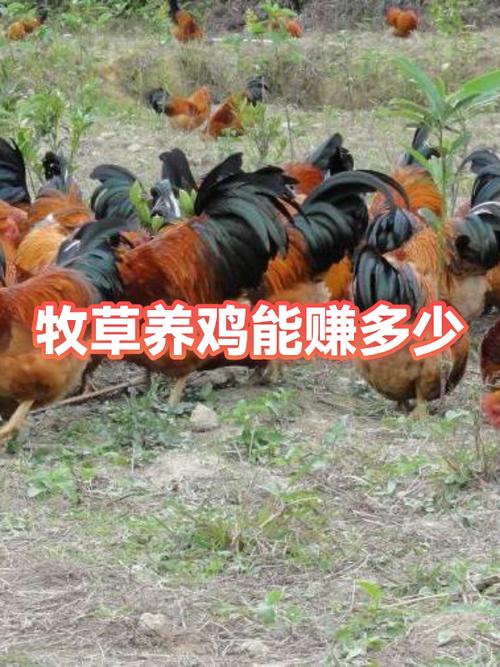 养鸡一年能挣多少钱啊截图