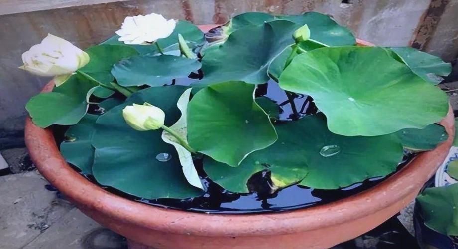 水缸种藕的正确方法缩略图