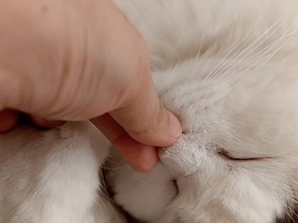 猫可以憋气几分钟图标