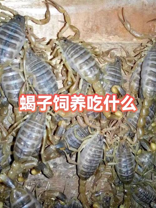 养100只蝎子一年的利润