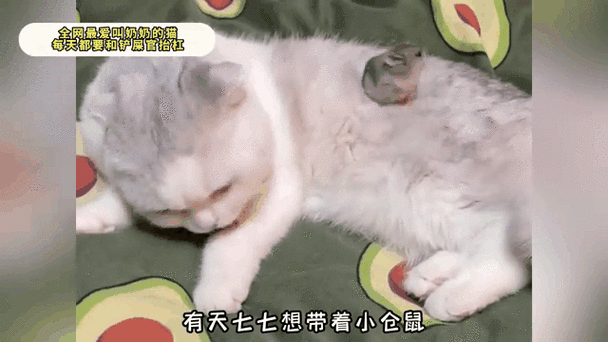 一只会叫奶奶的猫