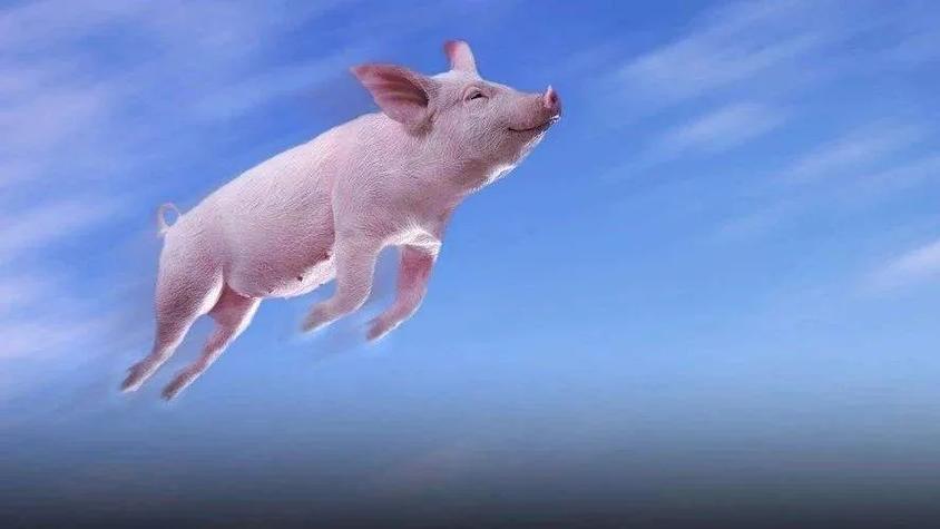 飞猪完成3个任务