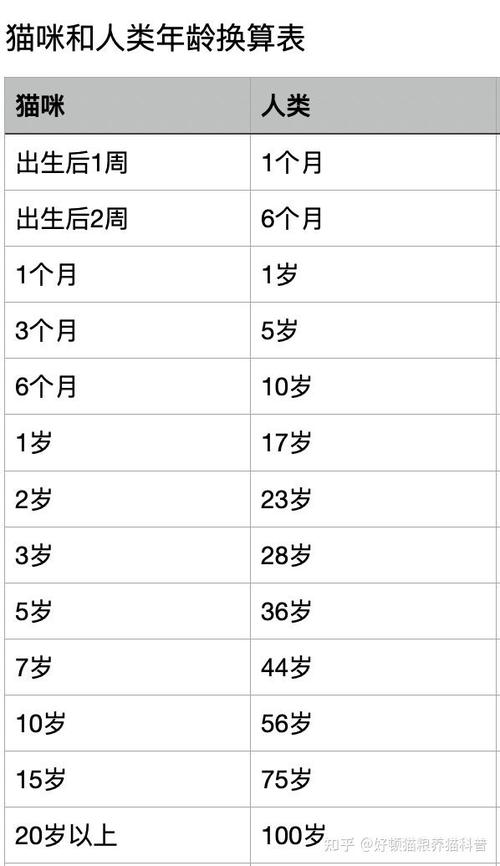 猫咪成长