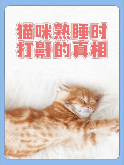 猫咪睡觉打鼾是在熟睡吗截图