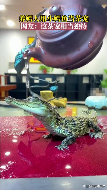 养小鳄鱼当宠物合法吗