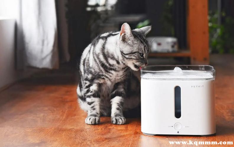 猫喝纯净水好还是白开水好图标