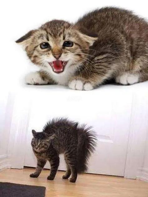 猫咪应激后还认人吗