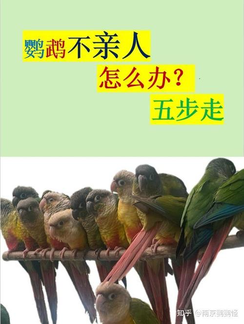强行抓鹦鹉在手里亲近有用吗