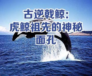 逆戟鲸和虎鲸的关系缩略图