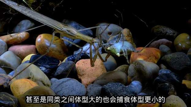 水螳螂vs田鳖缩略图