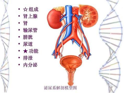 泌尿外科截图