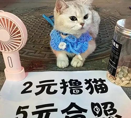 卖猫赚钱缩略图