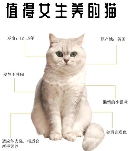 养银渐层10大忌图标