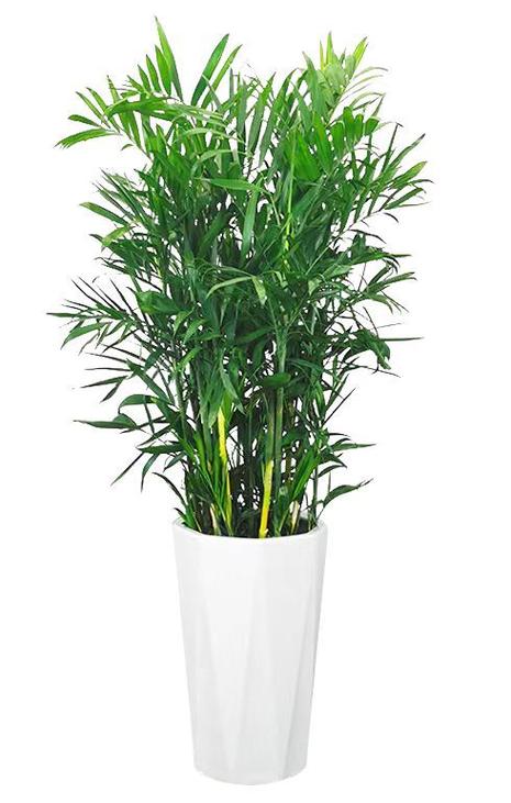 室内盆栽绿植大全