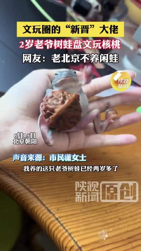 女子让2岁树蛙帮自己盘核桃