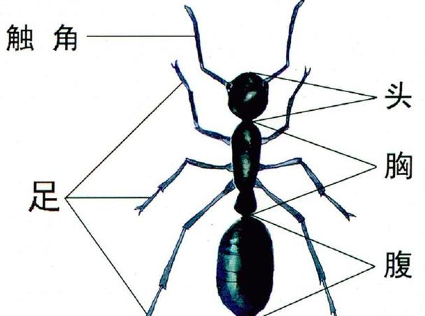 蚂蚁的身体构造