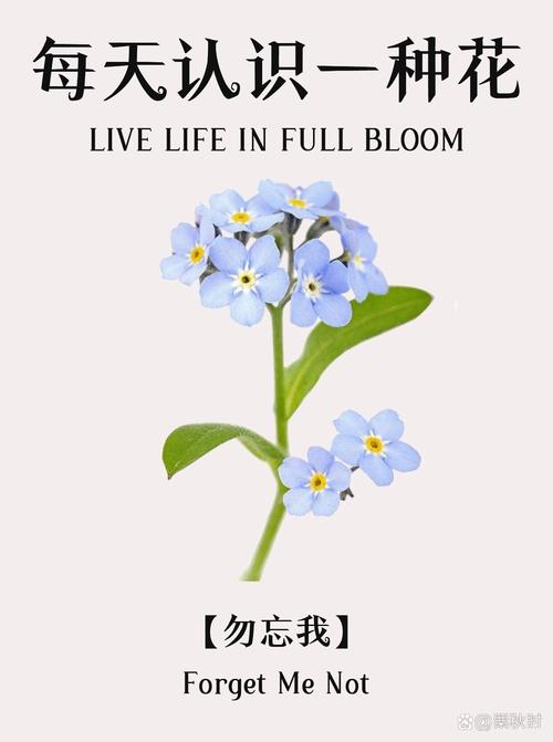 勿忘吾爱百度云