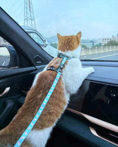 猫咪长途旅行注意事项