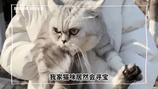 猫咪去矿洞找宝石视频