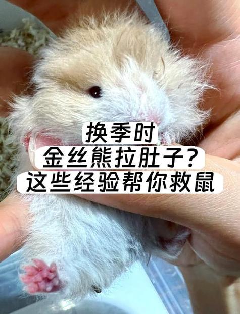 金丝熊拉稀怎么办图标