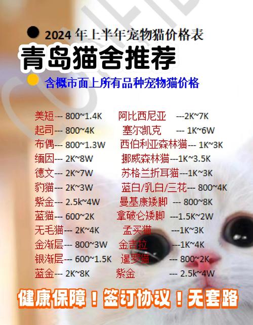 在哪买猫比较靠谱缩略图