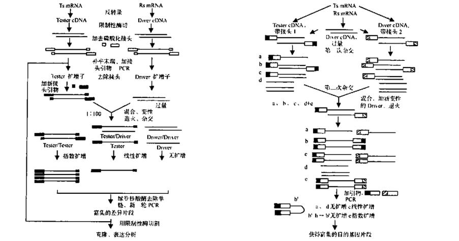 基因克隆详细步骤