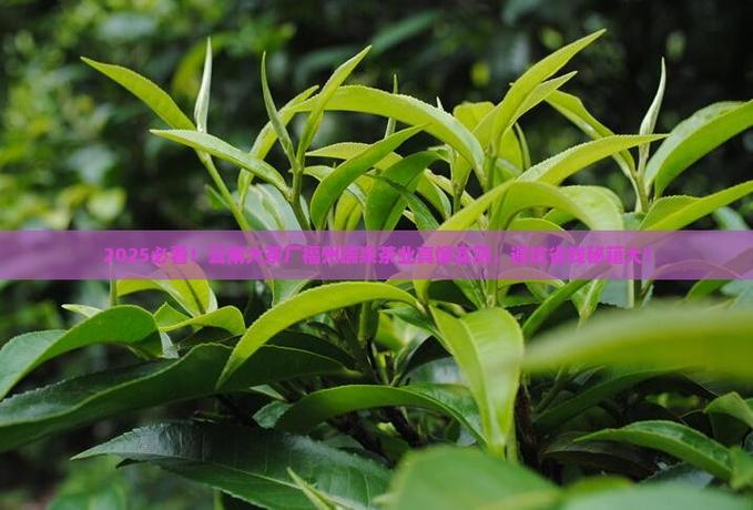 福州瑞泉茶业