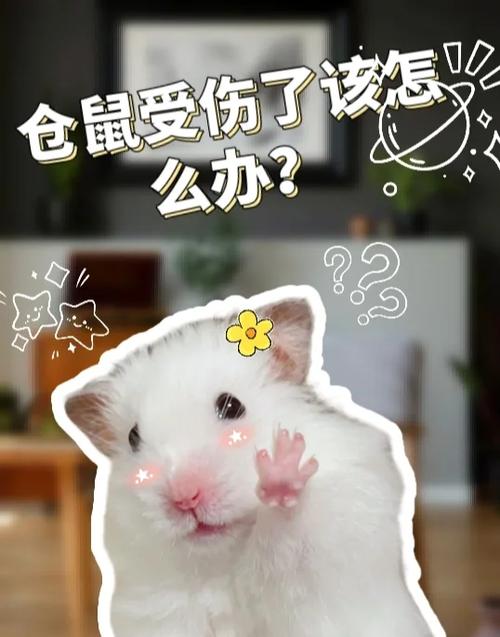 仓鼠摔了没事吗