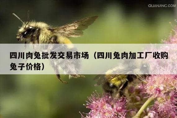 四川肉兔批发交易市场