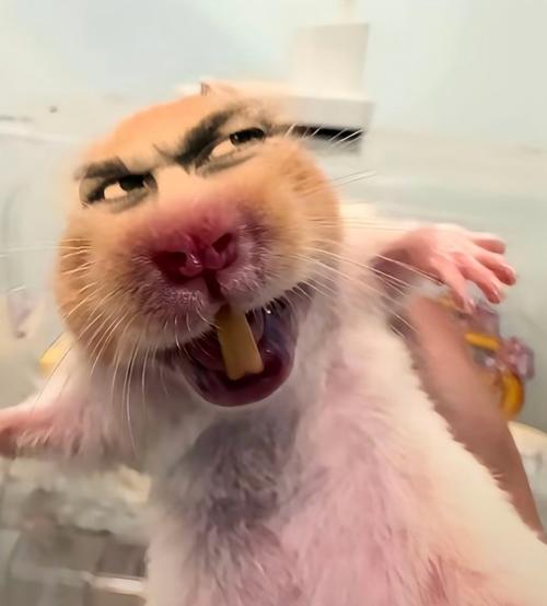 耗子表情包